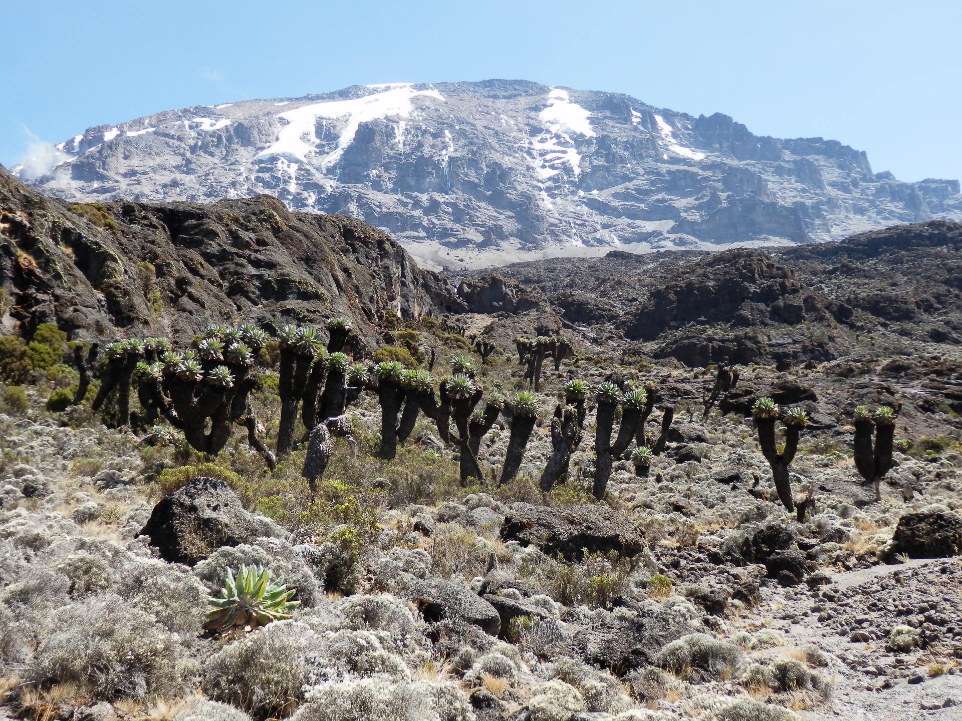 Kilimanjaro                  5,895 m                         summit:      24th of Oct 2016